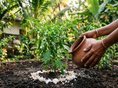 බිත්තර තම්බපු වතුර විසි කරනවාද?